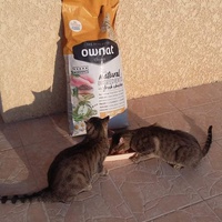photo de livraison pour Chats en Liberté