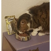 photo de livraison pour Association des Chats Camarguais