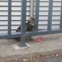 photo de livraison pour Chat Libre de l'Ile du Ramier