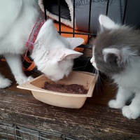 photo de livraison pour Une vie, Un chat