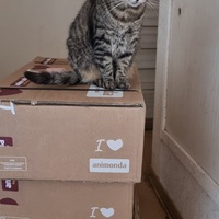 photo de livraison pour Chats Libres des Hauts Cantons de l'Hérault