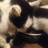 photo de livraison pour SOS Animaux, un Toit pour la Vie