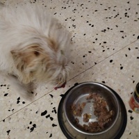 photo de livraison pour Chats Grains d'Amour