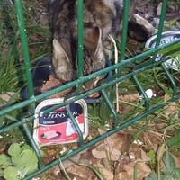 photo de livraison pour Les Chats-Pitresdelavi-Ste