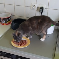 photo de livraison pour Pour l'Amour des Chats