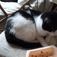 photo de livraison pour Une vie, Un chat