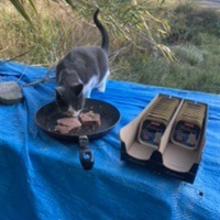 photo de livraison pour Les chats Port-Saint-Louisiens