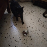 photo de livraison pour Chats Grains d'Amour