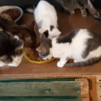 photo de livraison pour Pour l'Amour des Chats