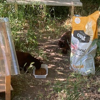 photo de livraison pour Ecole du Chat des Alpilles