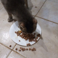 photo de livraison pour Amicale Chats