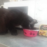 photo de livraison pour Les Chats libres de Fleurance