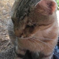 photo de livraison pour Les Chats-Pitresdelavi-Ste