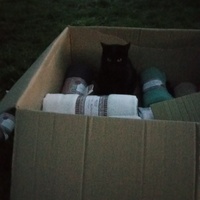 photo de livraison pour Chats Oubliés