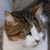 photo animal