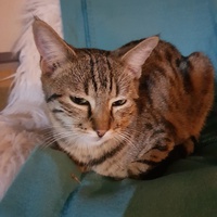 photo de livraison pour Des Cœurs pour les Pattes du 93