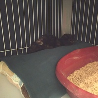 photo de livraison pour Help Doggy