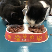 photo de livraison pour The Funny Farm Cat Rescue