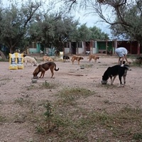 photo de livraison pour Help Adopt Moroccan Animals