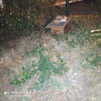 photo de livraison pour Protect Cat