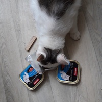 photo de livraison pour Les Chats libres de Fleurance