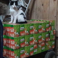 photo de livraison pour Aux Bonheurs des Aristochats