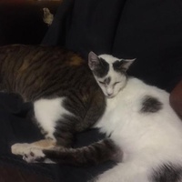 photo de livraison pour Refuge du Poil à la Plume