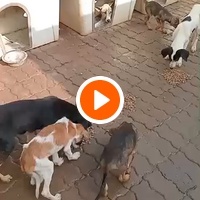 photo de livraison pour Comme Chiens et Chats Maroc