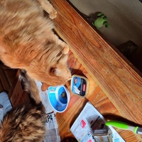 photo de livraison pour Ecole du Chat d’Arbois