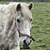 photo animal