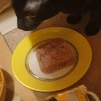 photo de livraison pour Les Chats-Pitresdelavi-Ste