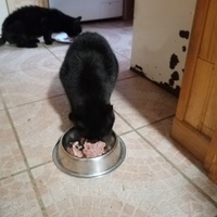 photo de livraison pour Chat de Gout'hier sans Toit