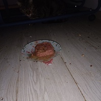 photo de livraison pour Protect Cat