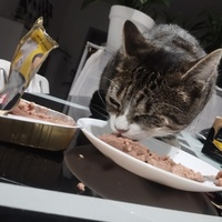 photo de livraison pour Les chats de l'Indifférence