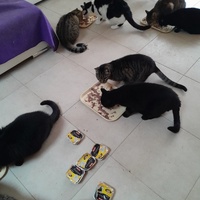 photo de livraison pour Les Amis de Michouette