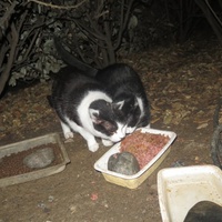 photo de livraison pour Chat Libre de l'Ile du Ramier