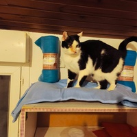 photo de livraison pour Le Gang des Matous