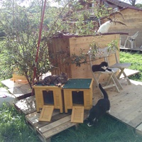 photo de livraison pour Chats errants du val du crenu