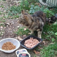 photo de livraison pour Les Chats-Pitresdelavi-Ste