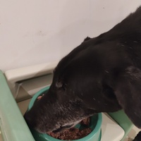 photo de livraison pour Cœur Animal