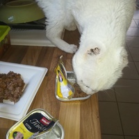 photo de livraison pour Les Chats libres de Calvisson
