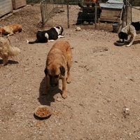 photo de livraison pour Animals voice Macedonia