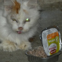 photo de livraison pour Jardin des Chats