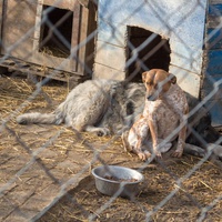 photo de livraison pour Azil Bella