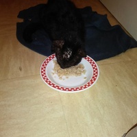 photo de livraison pour Protect Cat