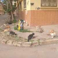 photo de livraison pour Comme Chiens et Chats Maroc