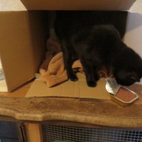 photo de livraison pour Vallée des Chats