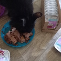 photo de livraison pour Les Pattounes de l'Espoir