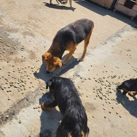 photo de livraison pour Nobody's Dog France