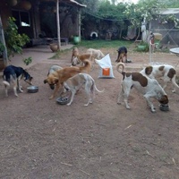 photo de livraison pour Help Adopt Moroccan Animals